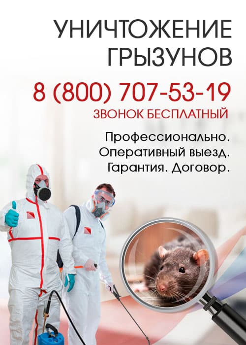 Уничтожение крыс в Одинцово