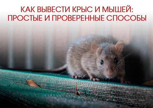Как вывести крыс и мышей в Одинцово: простые и проверенные способы