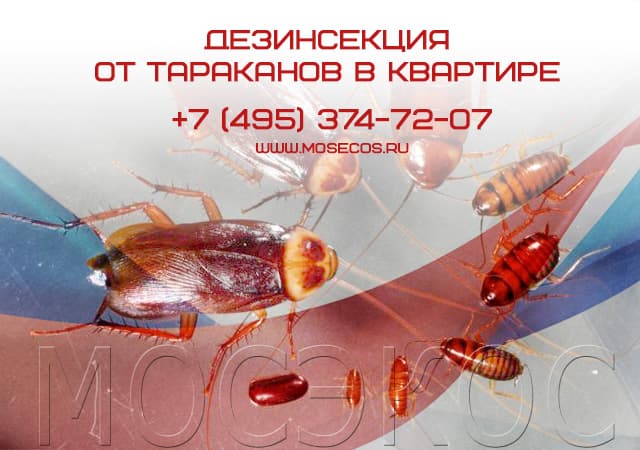 Дезинсекция от тараканов в квартире в Одинцово