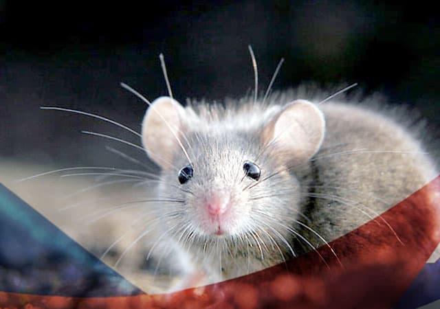 Уничтожение мышей в Одинцово