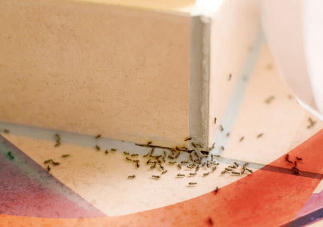 Уничтожение муравьев в Одинцово